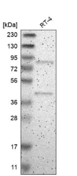 ARHGEF16 Antibody, Novus Biologicals:Antibodies:Primary Antibodies
